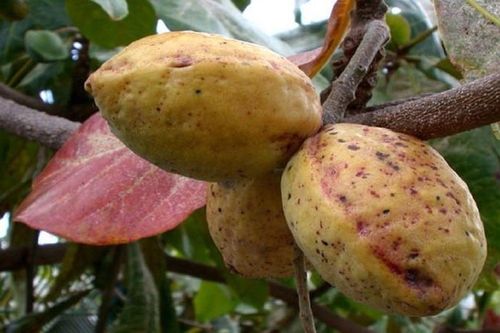 Quả bàng chín có nhiều công dụng đối với sức khỏe