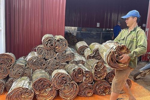 Ấn Độ, Hoa Kỳ và Bangladesh là 3 thị trường xuất khẩu chính của quế Việt Nam