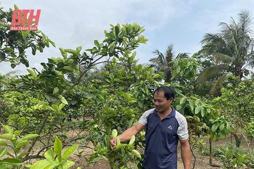 Nâng cao thu nhập từ những khu vườn mẫu
