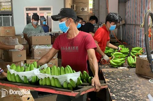 Xuất khẩu chuối với giấc mơ triệu USD