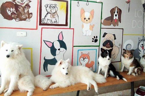 Quán cà phê chó nhưng không phải cà phê chó