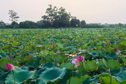 Ngày ấy bên Hồ Xuân Hương