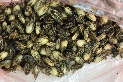 5 người đàn ông ngộ độc sau khi ăn bọ xít
