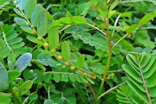 Trà dược giải nhiệt, mát gan lợi mật