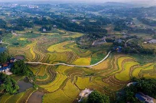 Thực phẩm biến đổi gen: Cách tốt nhất để sản xuất lương thực bền vững?