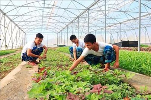 Màu xanh trên vùng đất phèn mặn