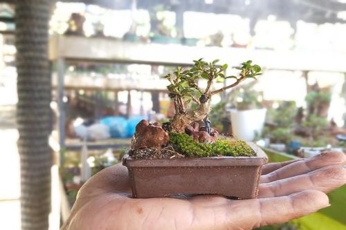 Mê mẩn bộ sưu tập bonsai minni lớn nhất thế giới
