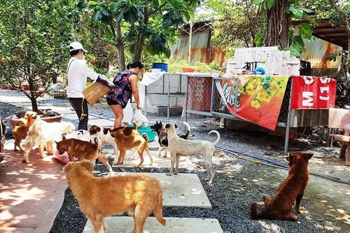 Những 'ngôi nhà' an toàn cho chó, mèo