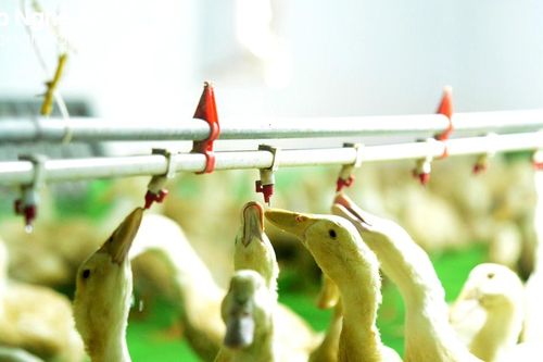 Nông dân Nghệ An đầu tư hàng tỷ đồng nuôi vịt trong nhà điều hòa
