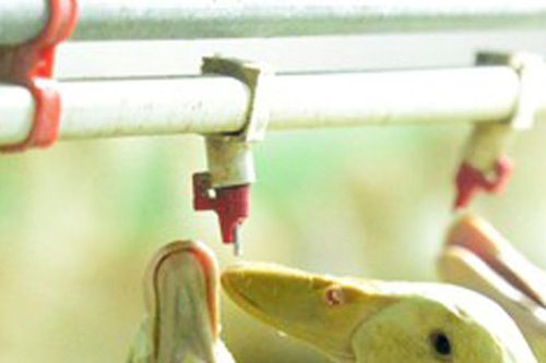 Đầu tư tiền tỷ làm nhà điều hòa cho vịt