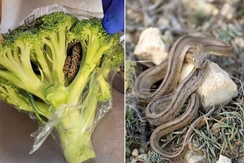 Mua bịch rau ở siêu thị về không ngờ 'cõng' cả rắn vào tủ lạnh