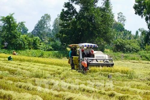 Thị trường nông sản: Giá lúa, gạo đều tăng