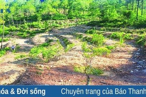 Kiểm tra, xác minh phản ánh về khai thác rừng thông tại xã Hoằng Yến, Hoằng Trường để trồng cây ăn quả