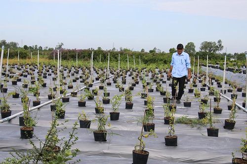 Thu nhập khá từ mô hình trồng linh sam núi