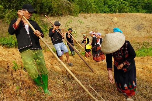 Nghi lễ tra lúa nương của người Xá Phó