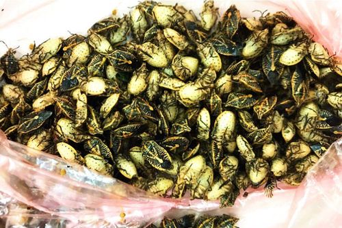 Ngộ độc nặng, suýt bỏ mạng vì ăn bọ xít rang