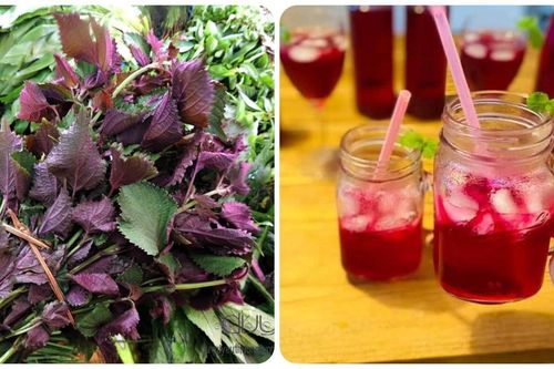Những điều cần lưu ý khi uống nước lá tía tô