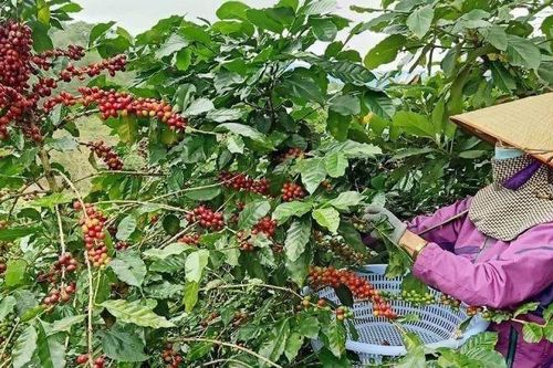 Ban hành quyết định phát triển cây công nghiệp chủ lực đến năm 2030