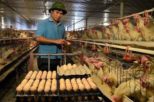 Trại gà chục tỷ của thầy giáo và lời khuyên để không bị 'sập'