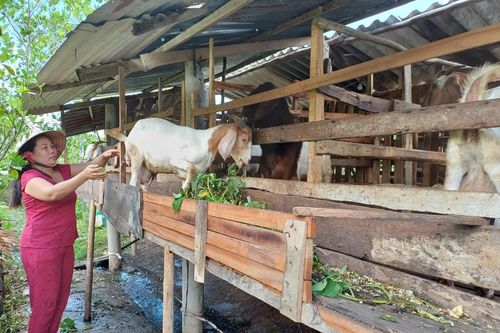 Thoát nghèo nhờ mô hình chăn nuôi dê ở Vĩnh Long