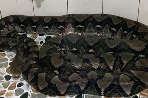 Trăn gấm 50kg 'đi lạc' vào nhà vệ sinh của người dân