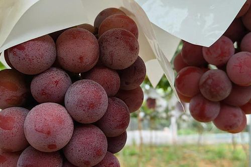 Nho đắt nhất thế giới 250 triệu đồng/chùm giờ chỉ 275 ngàn