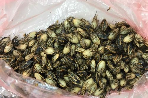 5 người nhập viện sau khi ăn bọ xít rang