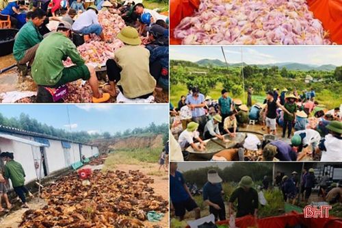 Chuyện 'giải cứu' 10.000 con gà chết ngạt và tình người trong cơn hoạn nạn