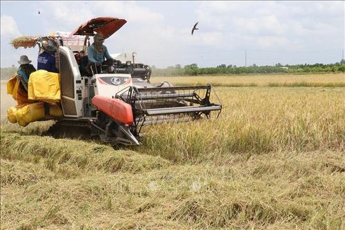 Đồng Tháp liên kết tiêu thụ hơn 44.000 ha lúa