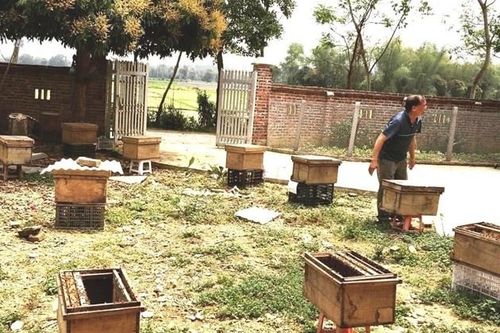 Sinh kế bền vững từ nghề nuôi ong lấy mật