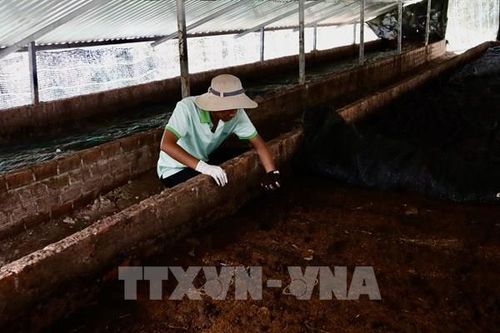 Kết nối tạo hệ sinh thái chăn nuôi tuần hoàn, hữu cơ