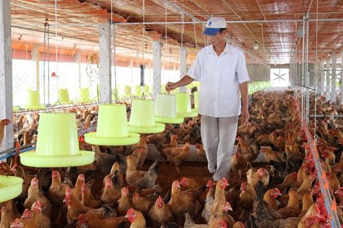 Chăn nuôi tuần hoàn: Gia tăng lợi nhuận, bảo vệ môi trường