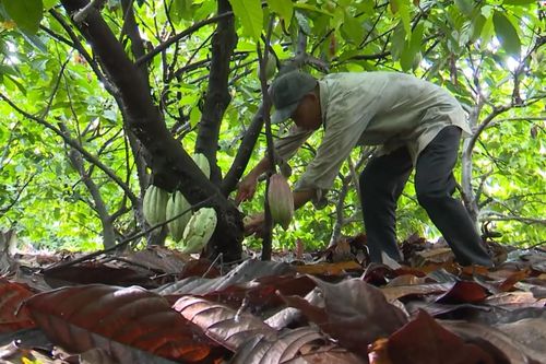 Nông dân hưởng lợi từ tham gia chuỗi liên kết