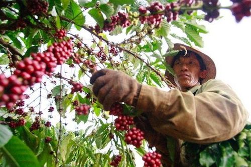Kim ngạch xuất khẩu cà phê 6 tháng đầu năm cao nhất trong 10 năm qua