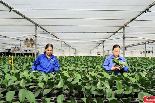 Mộc Châu phát triển nông nghiệp ứng dụng công nghệ cao