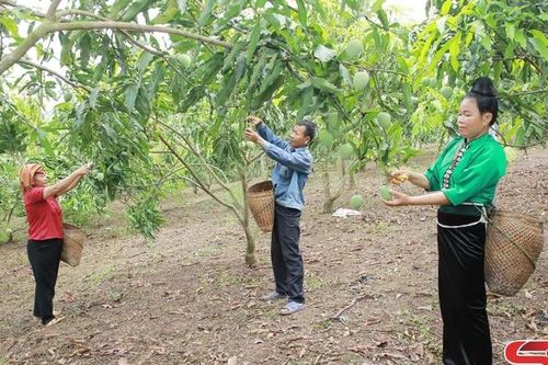 Agribank Yên Châu đồng hành cùng nông dân