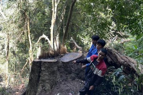Truy bắt nhóm lâm tặc trong đêm
