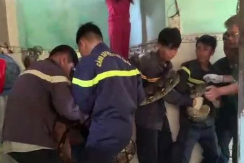 Bắt con trăn gấm 'khủng' tấn công người dân