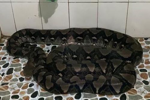 Trăn gấm dài 3 mét bò vào nhà tắm khiến gia chủ hoảng hồn