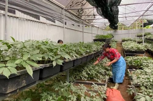 Để dược liệu thành ngành hàng