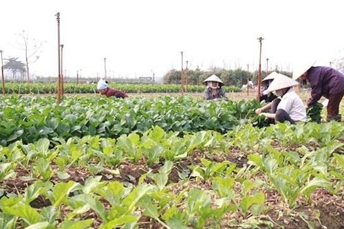 OCOP nâng tầm rau, củ, quả Đông Cao