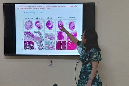 Tấm tế bào gốc hồi phục cơ tim
