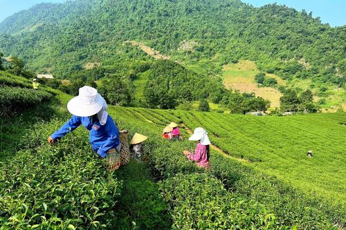 Từng bước tháo gỡ khó khăn, vướng mắc để thực hiện hiệu quả Chương trình mục tiêu quốc gia