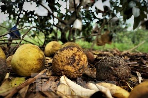 Trái cây đặc sản héo úa vì nắng nóng