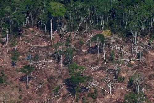Brazil: Nạn phá rừng Amazon giảm 30% trong năm 2023