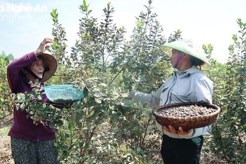 Đại hạn, sim rừng mất mùa, sim nhà đắt giá