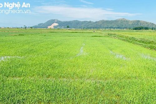 Nồng độ mặn xuống mức cho phép, các trạm bơm vận hành hết công suất cứu lúa