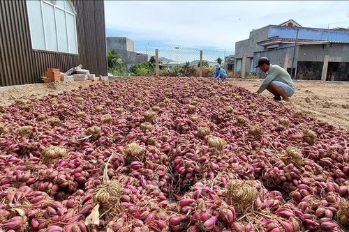 Hành tím Ninh Thuận được mùa, được giá