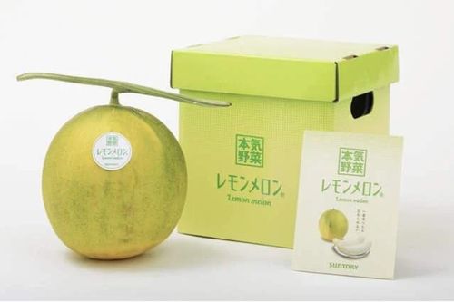 Nông dân Nhật Bản tạo ra giống dưa vàng lai chanh