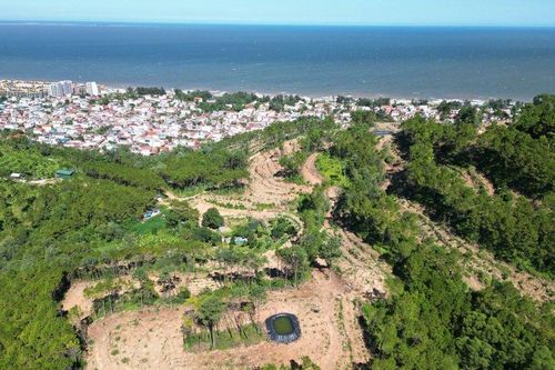 Kết quả kiểm tra vụ rừng thông nơi 'Cụ già bắn rơi máy bay' bị chặt hạ